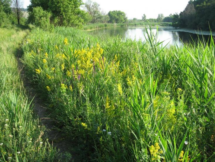 Хворостянівка з panoramio.com - Хворостянівка