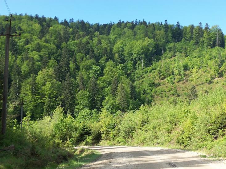 Підліски з panoramio.com - Подлески