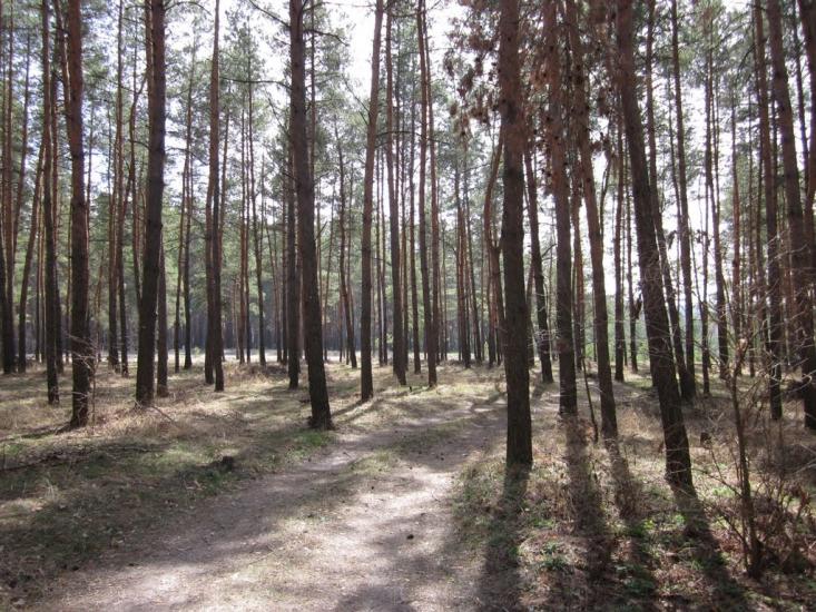 Мисайлівка з panoramio.com - Мисайлівка