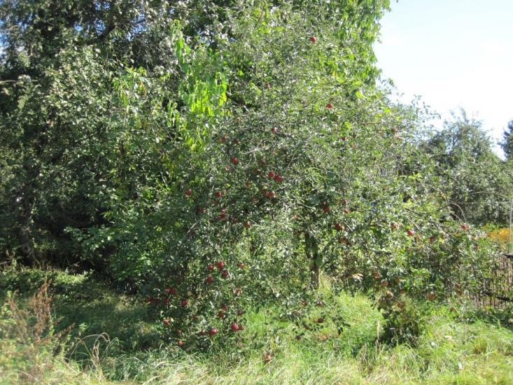Остер з panoramio.com - Остер