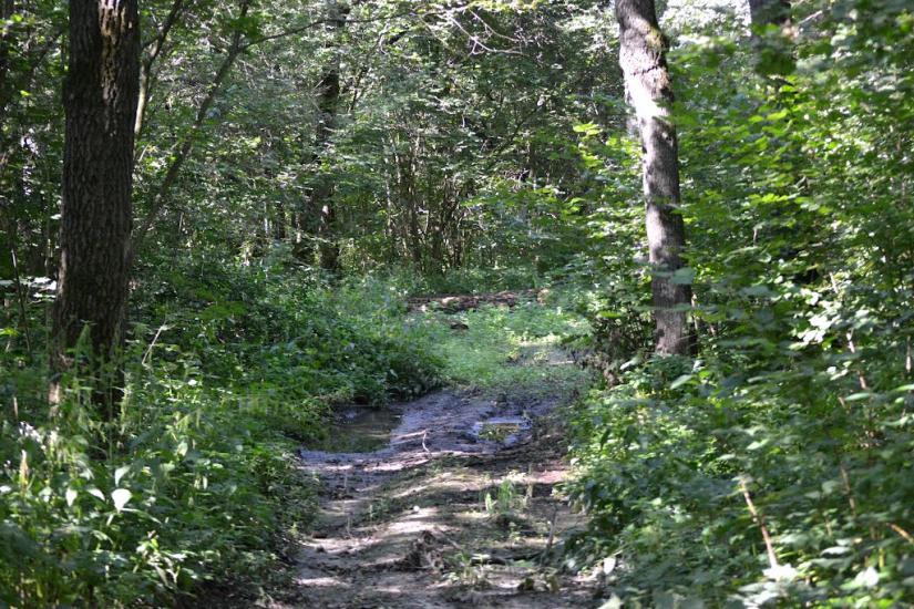 Грабовське з panoramio.com - Грабовское