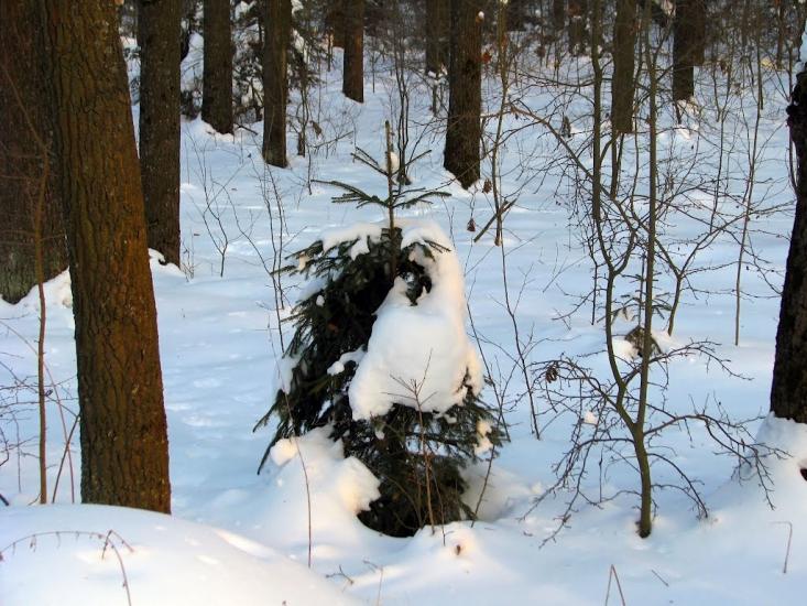 Волиця з panoramio.com - Волица