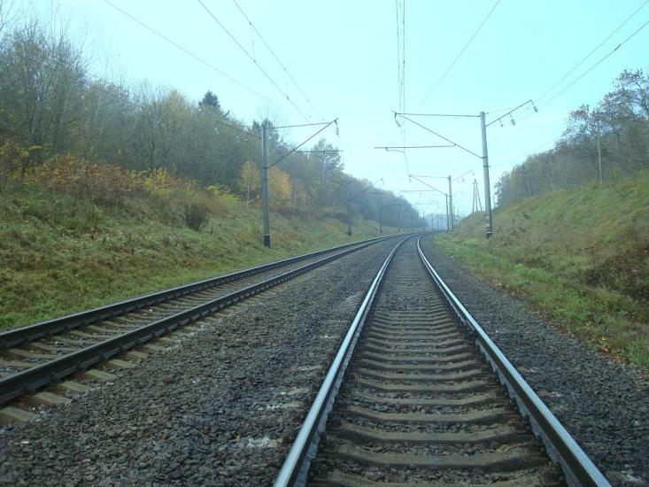 Рідкодуби з panoramio.com - Редкодубы