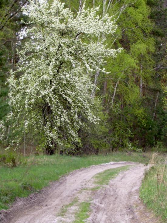 Вільхова з panoramio.com - Вільхова