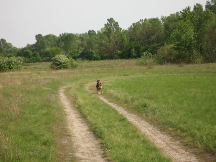 Білики з panoramio.com - Білики