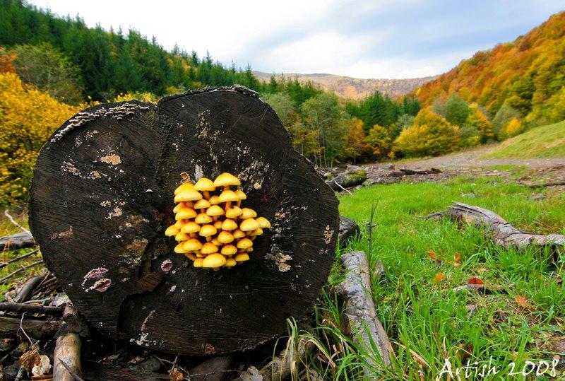 Сопки з panoramio.com - Сопки