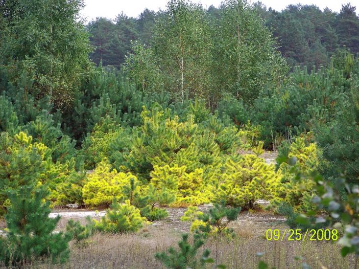 Пулемець з panoramio.com - Pulemets