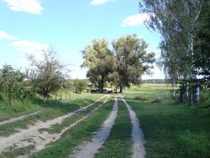 Русанів з panoramio.com - Rusaniv