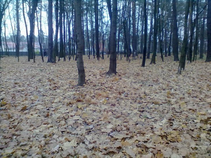 Буча з panoramio.com - Буча