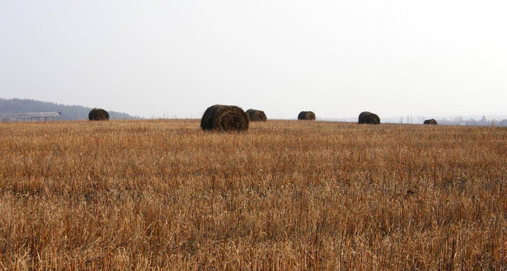 Сидорове з panoramio.com - Сидорове