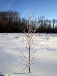 Чернявка - Останні фото