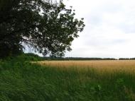 Куртівка - Останні фото