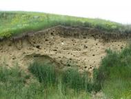 Рогізна з panoramio.com