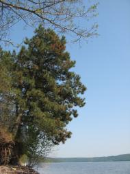 Кулішівка з panoramio.com