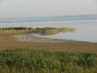 Лиманське з panoramio.com