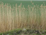 Путятинці - Останні фото