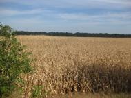 Хрещате з panoramio.com