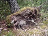 Коцюри з panoramio.com