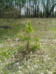 Лисичанський з panoramio.com