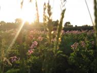 Іванопіль з panoramio.com