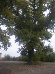 Левадки з panoramio.com