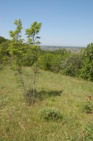 Красна Зоря з panoramio.com
