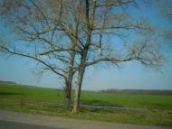 Рибчинці з panoramio.com