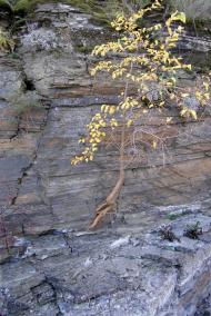 Гораївка з panoramio.com