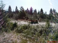 Шум'яч з panoramio.com