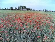 Лідава з panoramio.com