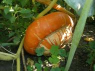 В минулому дикорослі.