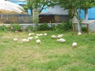 Музиківка з panoramio.com