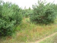 Берестовець з panoramio.com