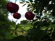 Комсомольське з panoramio.com