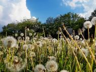 Данилове з panoramio.com