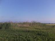 Червона Зірка з panoramio.com