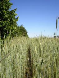 Веснянка з panoramio.com