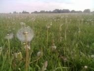 Миколаївка з panoramio.com