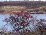 Новорозанівка з panoramio.com