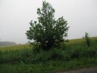 Ракова з panoramio.com