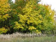 Залиман з panoramio.com