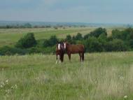Конів з panoramio.com