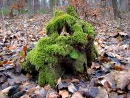 Вишнів з panoramio.com