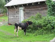 Самари-Оріхові з panoramio.com