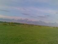 Сорока з panoramio.com