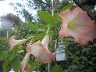 В минулому дикорослі.