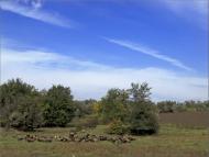 Раєво-Олександрівка з panoramio.com