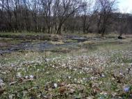 Ясенівський з panoramio.com