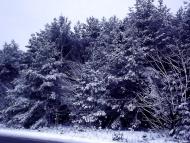 Лісопіль з panoramio.com