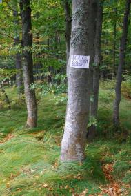 Тюшка з panoramio.com